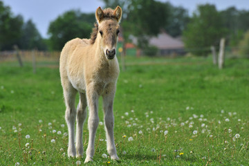 Obraz premium Isländerfohlen