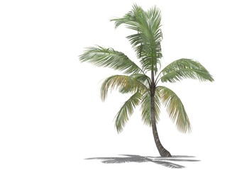 3d isolated palm tree