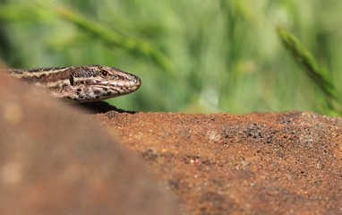 lézard des murailles