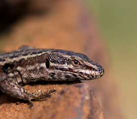 lézard des murailles