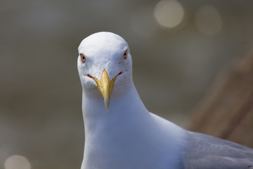 portrait of a seagull