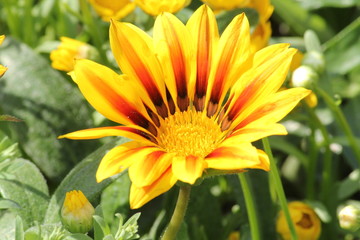 ガザニアの花