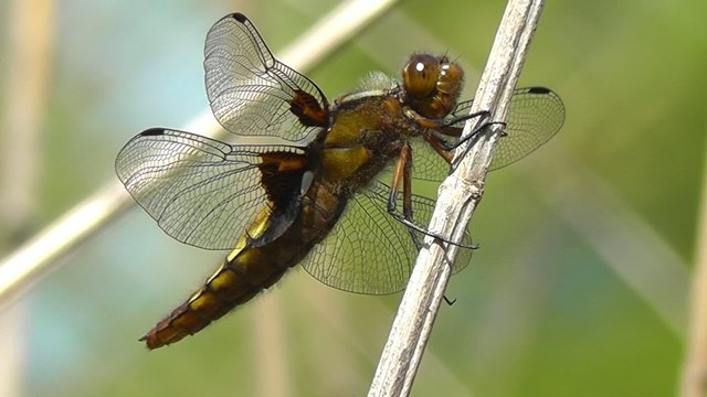 Vierfleck - Libellula quadrimaculata