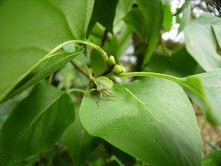 shield bug on a leaf