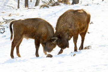 bison battle © Vasiliy Koval