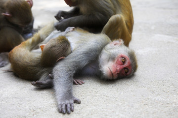 monkey family