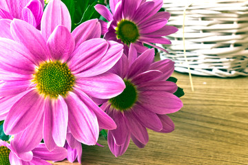 Pink chrysanthemum