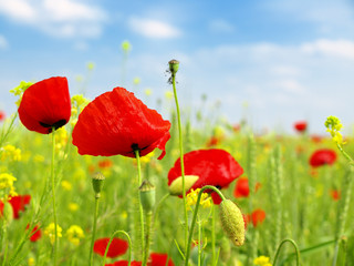 poppy and wild flowers