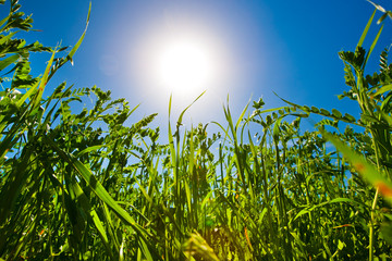 Green grass in back light with blue sky and sun