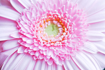 Gerbera zarte Blume