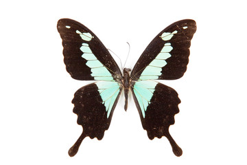 Black and green butterfly Papilio phorcas isolated