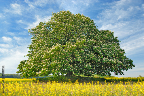 &ldquo;Kastanienbaum im Frühjahr 112&rdquo; Stockfotos und lizenzfreie Bilder auf