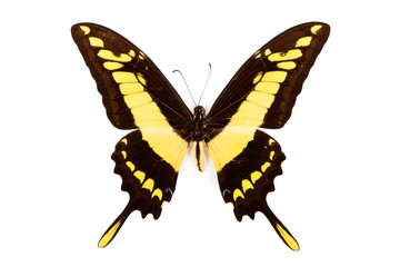Black and yellow butterfly Papilio thoas isolated