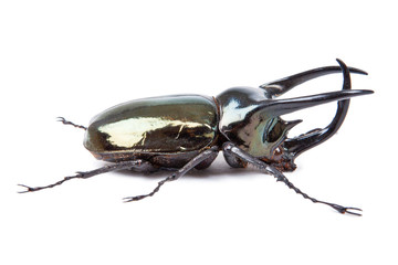 Black big beetle Chalcosoma caucasus isolated