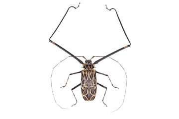 Black and white beetle Acrocinus longimanus isolated