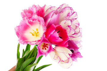 Tulips isolated on white