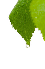leaf with rain droplets