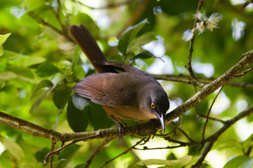 Obraz premium Oiseau grive trembleuse, Guadeloupe