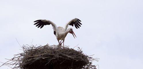Storch in seinem Nest schwingt die Flügel  