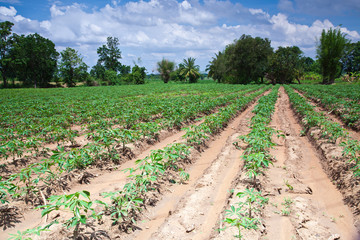 Fototapeta na wymiar Cassava farm