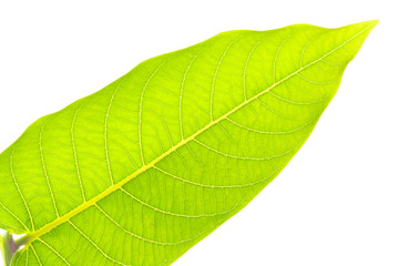 Obraz premium Green leave on white