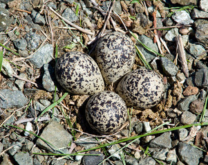 Fototapeta premium Killdeer bird eggs in nest