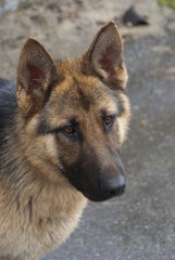 young german shepherd