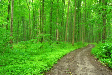 green forest