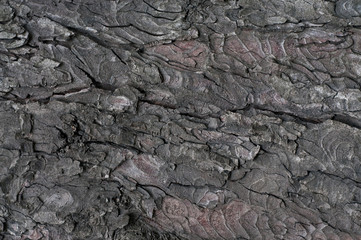 Bark of tree