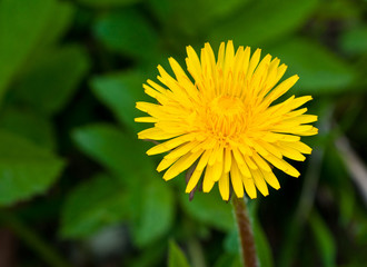 dandelions