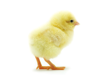 little chicken
