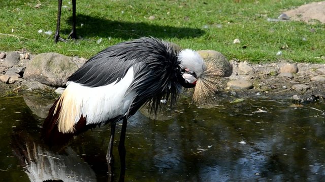 Kronenkranich