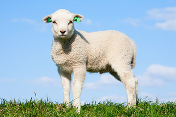 Fototapeta premium Cute lamb