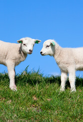 Obraz premium Cute lambs