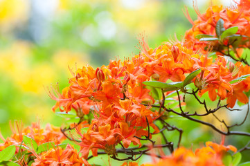 Orange blühender Rhododendron