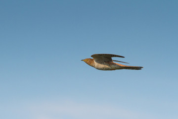 Common Cuckoo in flight / Cuculus canorus ( European Cuckoo)