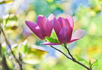 Fototapeta premium Pink abloom pair of magnolia flower with beautiful bokeh