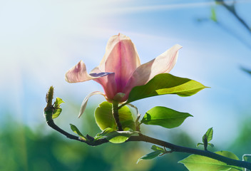 Pink abloom magnolia flower in sunny spring day