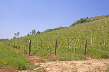 Obraz premium Vineyard
