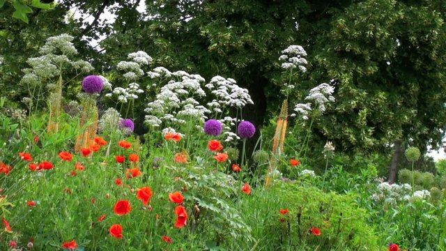 Jardin fleuri dans le vent