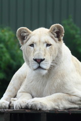 Fototapeta na wymiar White Lion in Zoo