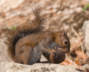 Squirrel eating nut.