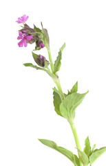 Red campion (Selene dioica) isolated on white background