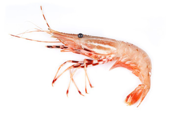 Raw Pink Shrimp