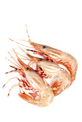Raw Pink Shrimp