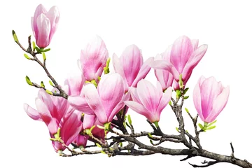 Gordijnen Magnolia © Le Do