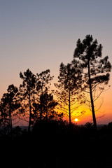 Obraz premium Sunset behind trees