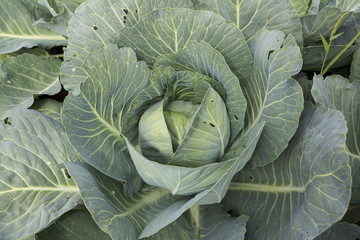 Fototapeta premium Cabbage