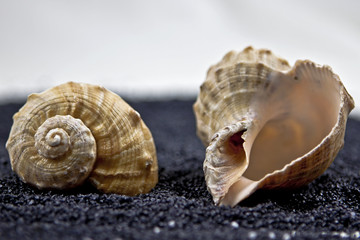 Muscheln auf schwarzem Sand
