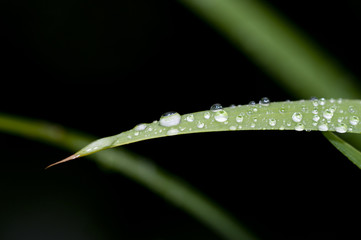 Obraz premium garden